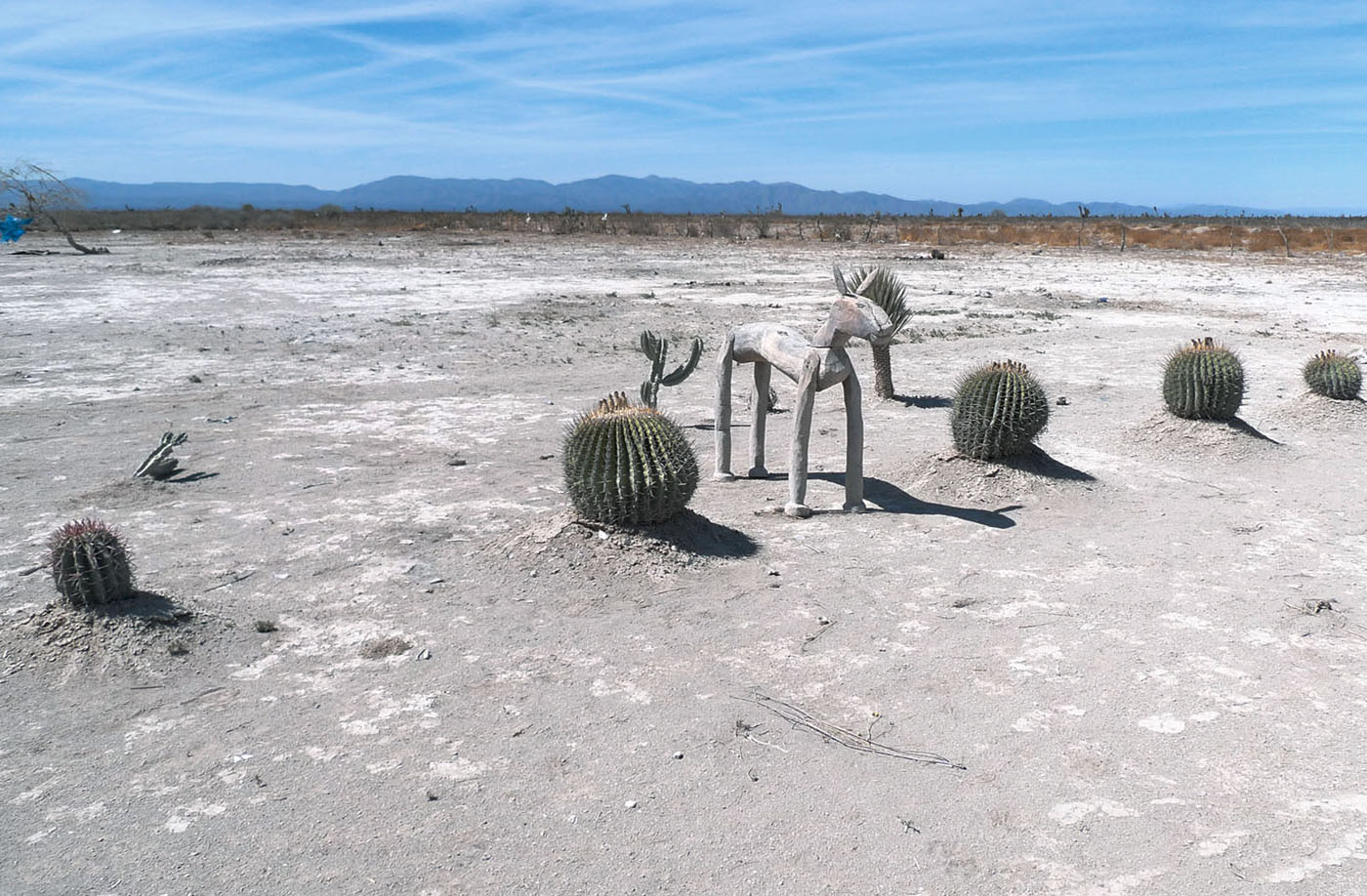 Caballo del desierto