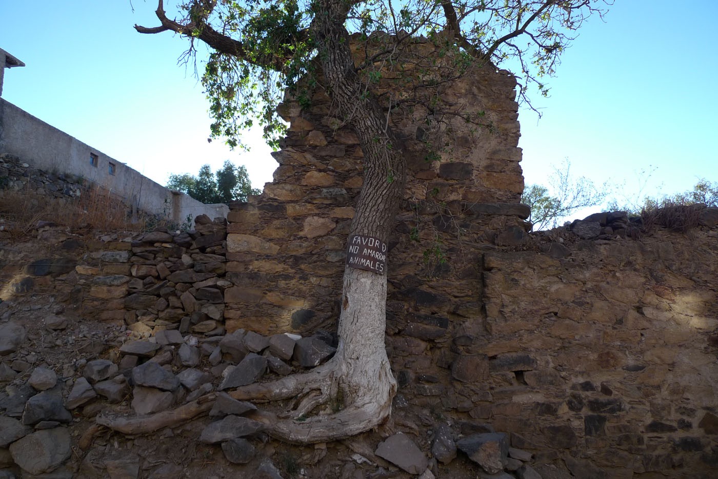 Árbol frágil