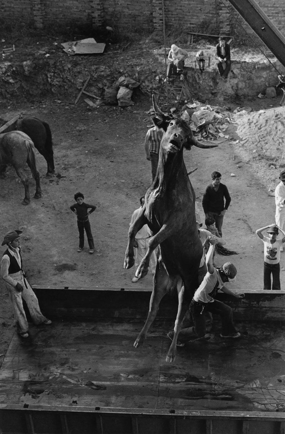 El toro. Soria