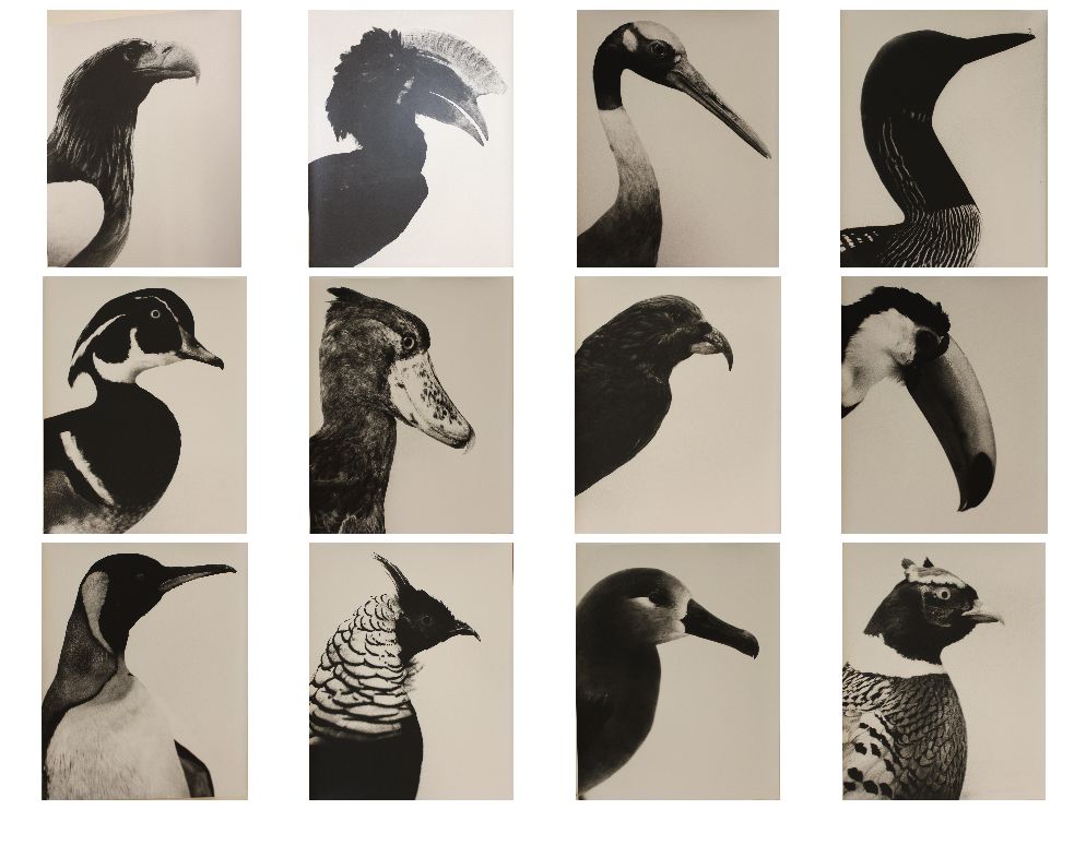 Oiseaux Vögel