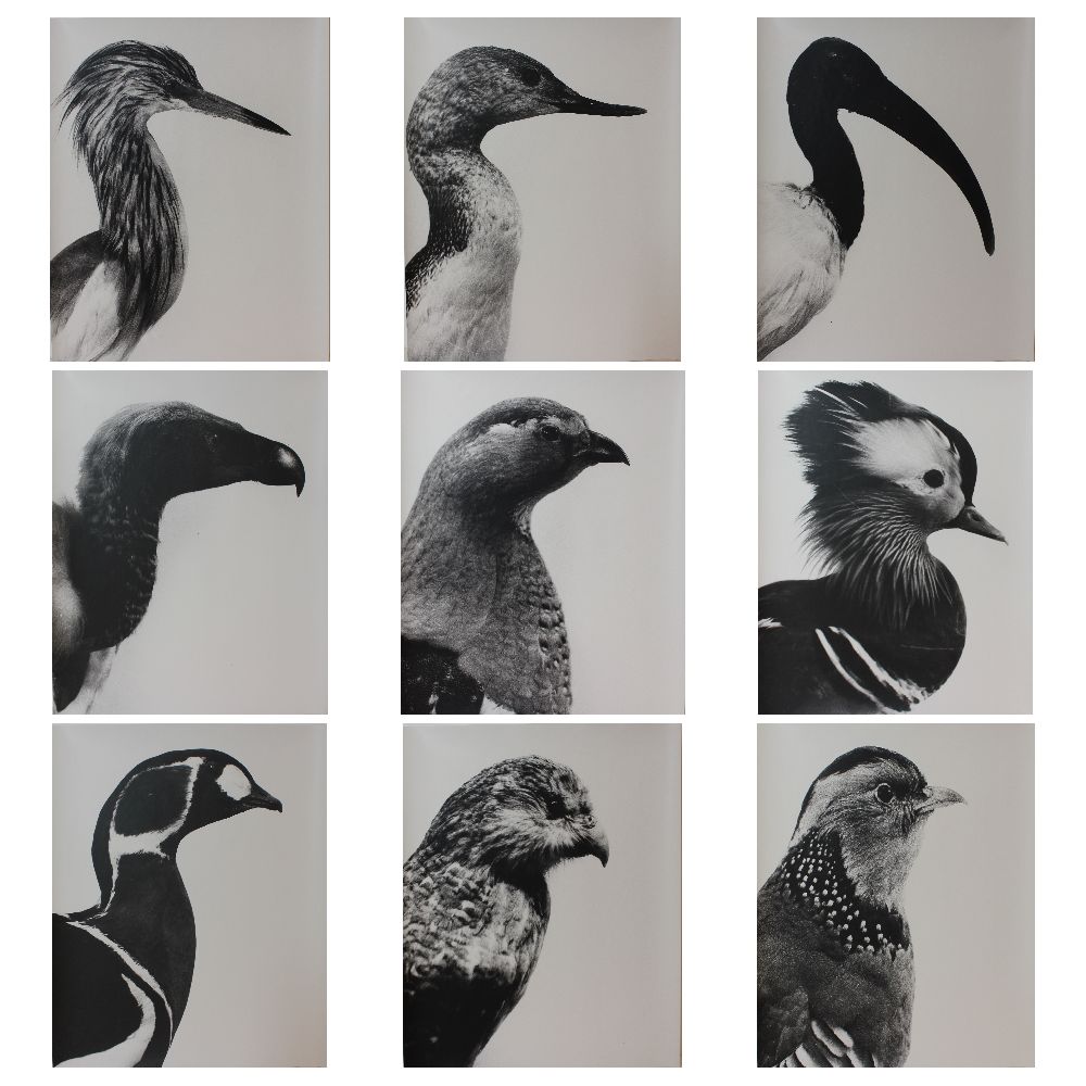 Aves-Ucelli
