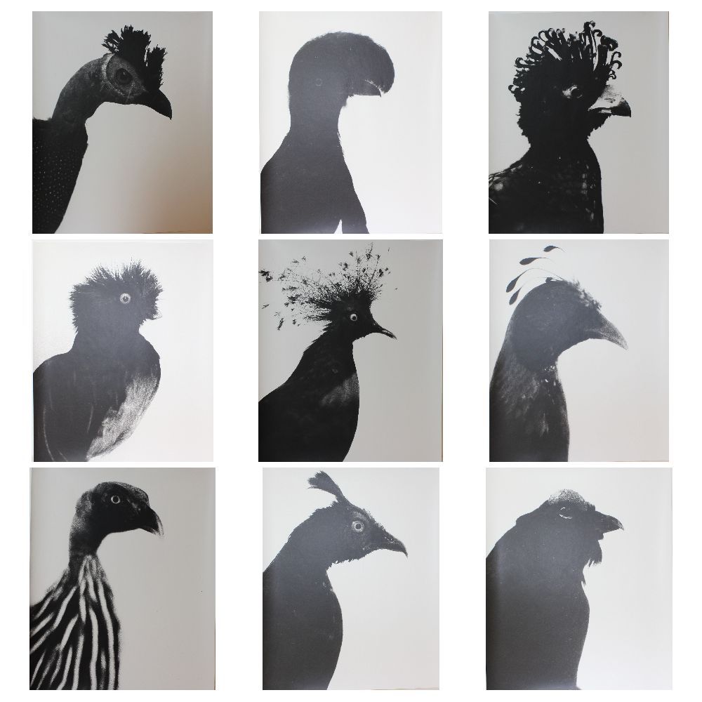 Ptaki-Birds