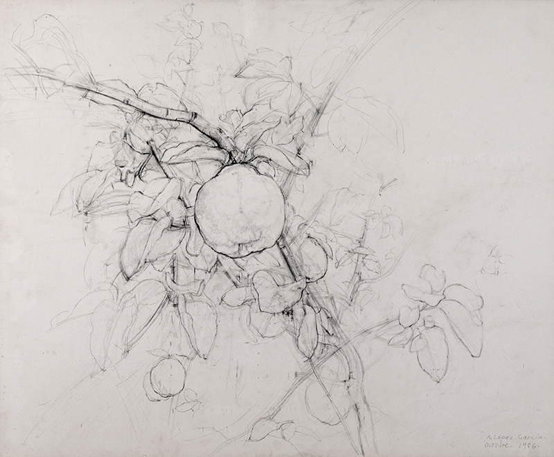 Quince Branch